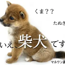 【 柴犬 】ブーム到来中！！マズル短め！圧倒的くまちゃんフェイス！