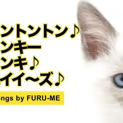 【 トンキニーズ 】シャムの進化系！遊ぶの大好き！甘えん坊ねこちゃん！