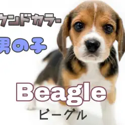 【 ビーグル 】性格良し・体格良し！一番人気ハウンドカラーの男の子！