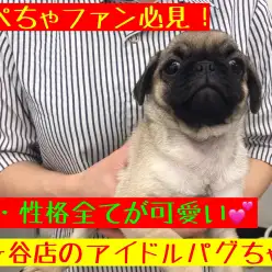 【 パグ 】見た目美形！性格美人！文句なしで可愛いパグちゃんのご紹介！