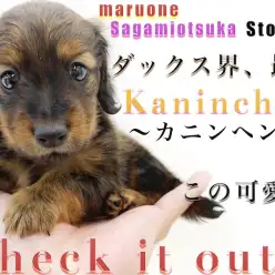 【  カニンヘン・ダックスフント 】小さな手乗りサイズ！性格や成犬時の大きさは？