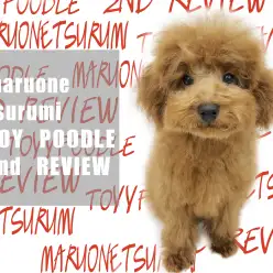 【トイプードル】不動の人気ナンバーワン！弟系トイプーくんのセカンドブログ！！