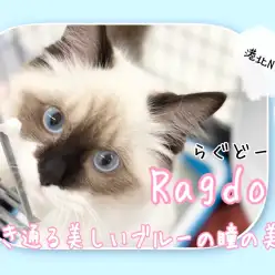 【 ラグドール 】青い瞳の美猫セカンドレビュー！食事のポイントも公開！