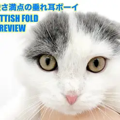 【 スコティッシュフォールド 】可愛さ満点の垂れ耳ボーイのセカンドレビュー！