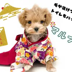 【 MIX 】パパとママのいいとこ取りマルプー！この子にしかない特徴を大公開！