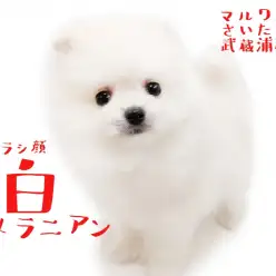 【 ポメラニアン 】可愛すぎるアザラシポメ！白い毛の男の子！！