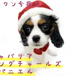 【 キャバリア 】2021年の干支カラー！牛柄模様のゴージャスわんこ！