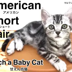 【 アメリカンショートヘア 】夢の猫ライフを現実に!激カワアメショ登場!!