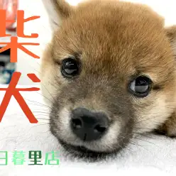 【 柴犬 】自宅で天然記念物！？魅惑の柴犬ライフを始めてみませんか？