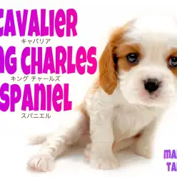 【 キャバリア 】初めてお迎えする方必見！！人の気持ちが分かる！寄り添いわんこ！