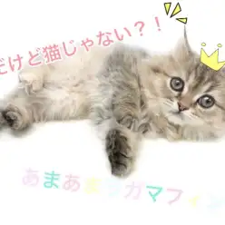 【 ラガマフィン 】人懐っこく甘えん坊な性格！猫初心者にもオススメなその理由とは？
