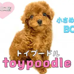 【トイプードル】小さめレッドプードル！黄金比率を満たした可愛いお顔立ちに注目！