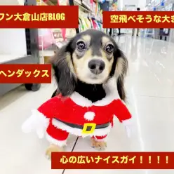 【 カニンヘンダックスフンド 】空飛べそうな大きな耳と心の広いナイスガイ!