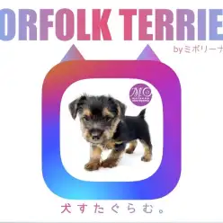 【 ノーフォークテリア 】超希少の珍犬ブラック＆タンの女の子登場！！