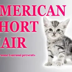 【 アメリカンショートヘア 】小さめサイズで成長中！大胆なタビー模様が魅力！