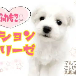 【 ビションフリーゼ 】ふわもこ可愛い！魅力や性格、お手入れ方法をご紹介！