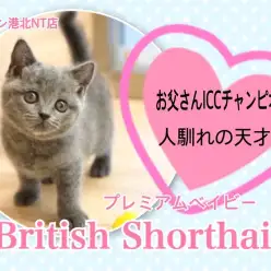 【 ブリティッシュショートヘア 】パパはチャンピオン！青が綺麗なまん丸な女の子！