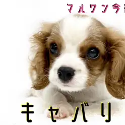 【 キャバリア 】女の子の様な男の子!美しすぎるブレンハイムに大注目!