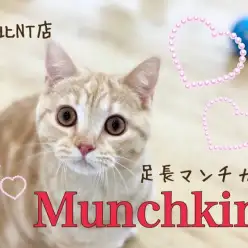 【 マンチカン 】お目々パッチリ、クリームタビーの足長マンチカンの女の子