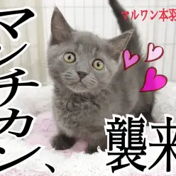 【 マンチカン 】にゃんだ！？この可愛さは！短足ブルーマンチカンを見逃すな！