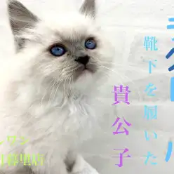 【 ラグドール 】蒼い瞳の貴公子！～チャームポイントの靴下を添えて～