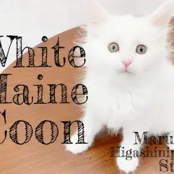 【 メインクーン 】可愛くて神々しい純白のホワイトメインクーンを徹底解説！