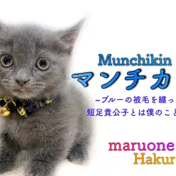 【 マンチカン 】ブルーの被毛を纏った短足の貴公子！必要グッズもご紹介！
