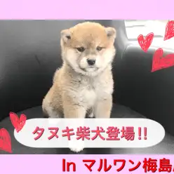 【 柴犬 】もふもふタヌキ柴犬！ 性格は甘えん坊＆マイペース！
