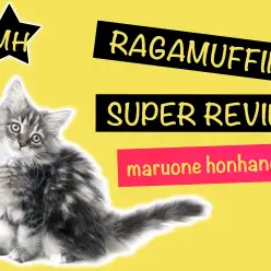 【 ラガマフィン 】まるで狼！？のような毛色のクールなレディは実は甘々な性格！