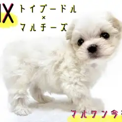 【 MIX 】アイドル要素たっぷり！純白のトイプードルとマルチーズのハーフ！