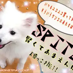 【 スピッツ 】人懐っこさNo.1の純白スピッツちゃんトレーニング成果披露！