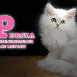 【 ペルシャ 】自慢のチンチラシルバーの被毛は東京ナンバーワン！