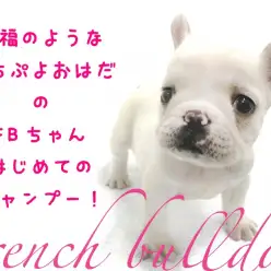 【 フレンチブルドッグ 】もちぷよボディを持つ大福ちゃんの初シャンプーに密着！