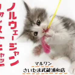 【 ノルウェージャン 】ハイクラスブルー！甘えん坊な性格は初心者むけ！