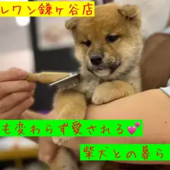 【 柴犬 】柴犬との暮らし！訓練士がポイントを解説！！