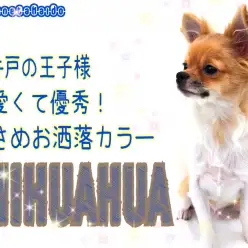 【 チワワ 】生後半年で1.9kg！小さめサイズでお出かけもお手入れも楽々！