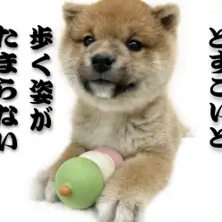 【 柴犬 】史上最高のむっちりボディ！赤柴ちゃんのしつけにはメリハリがポイント！