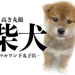 【 柴犬 】柴犬ライフはこの子で決まり！まるっこいの見た目の子犬ちゃん登場！