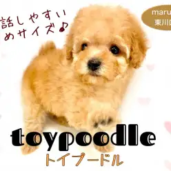 【 トイプードル 】お子様もお世話しやすい小さめタイニー系アプリコットプードル！