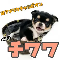 【 チワワ 】パパはアメリカチャンピオン!良血統チワワちゃん登場!