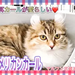 【 アメリカンカール 】アメリカンカールの『知りたい』をご紹介！