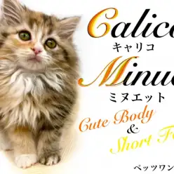 【 ミヌエット 】幸せを招く三毛『キャリコ ミヌエット』