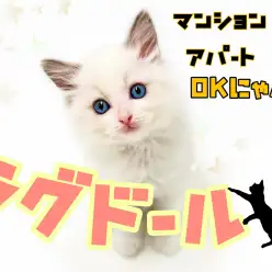 【 ラグドール 】アパートやマンション、集合住宅にお住まいの方にオススメにゃんこ！