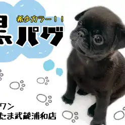 【 黒パグ 】ぺちゃ顔好きにはたまらない！！愛されキャラの秘密！