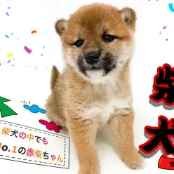 【 柴犬 】まん丸フォルムのタヌキ顔！大人気カラー赤柴登場！