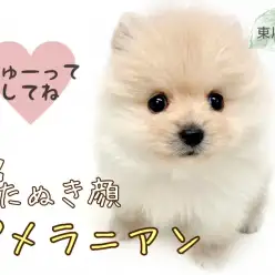 【 ポメラニアン 】超たぬき顔ポメ!クリームカラーの爆毛ボディが可愛いすぎる!