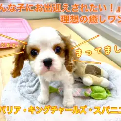 【 キャバリア 】『こんな子にお出迎えされたい』と思わせる理想の癒し犬