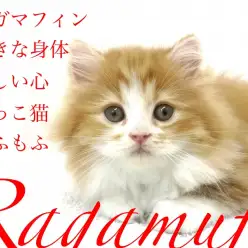 【 ラガマフィン 】大きい身体に優しい心!横浜元町店イチオシ遊び好きな抱っこ猫!