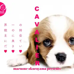 【 キャバリア  】横浜ナンバーワンの美しさ!可憐なブレンハイム登場!