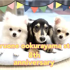 【 お知らせ 】もうすぐ1000頭！マルワン大倉山店8歳のバースデー！